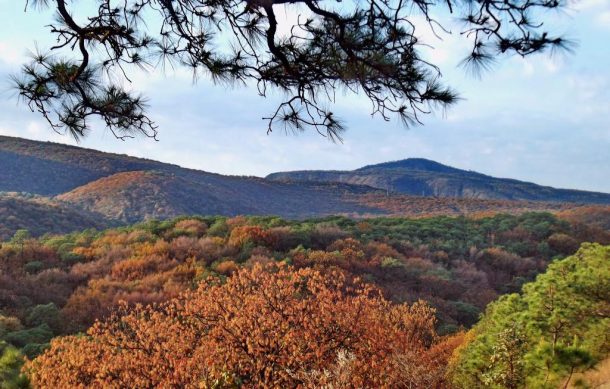 Aplauden conciencia de ciudadanía en torno al cuidado de la fauna tras incendio en La Primavera