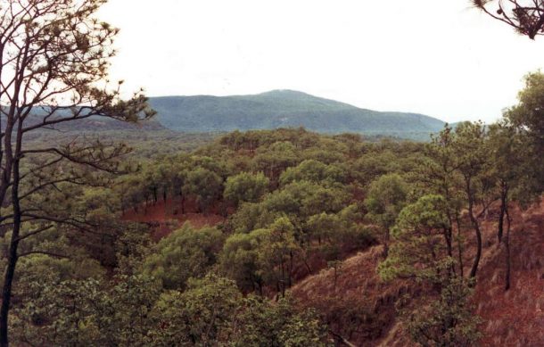 Pese a incendios, no será cerrado el bosque de La Primavera: Semadet