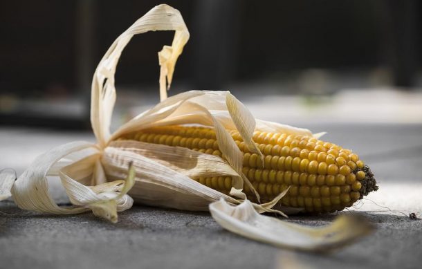 Senado defenderá prohibición para que maíz transgénico sea consumido en México