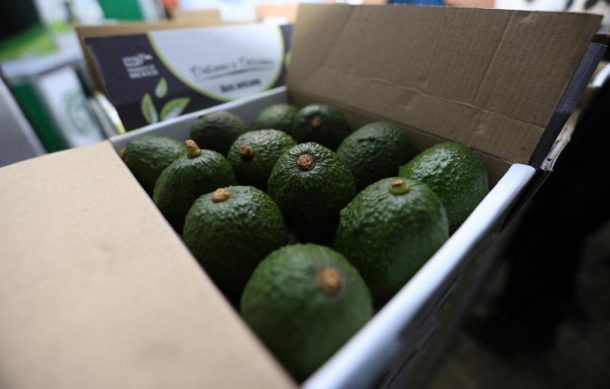 Este lunes reanuda exportación de aguacate michoacano a EU
