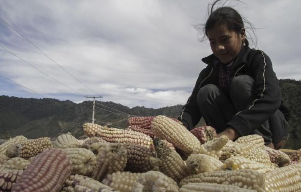 Abandonan campesinos la producción de maíz por otros productos de mayores ingresos
