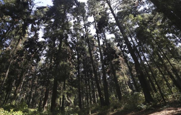 López Obrador busca ser el segundo presidente más protector de áreas naturales