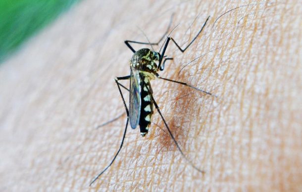 Reportan al alza los casos de dengue en Jalisco