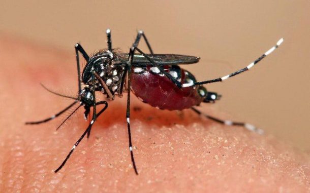 Se registra la primera muerte por dengue de 2021 en Jalisco
