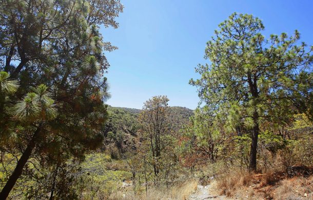 Sin restricciones, reabren el Bosque de La Primavera a los visitantes