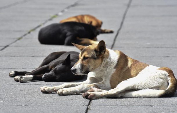 Desalojarán perros del CUCBA de la UdeG