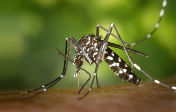 Reporta la Secretaría de Salud disminución de 60 por ciento en casos de Dengue en Jalisco