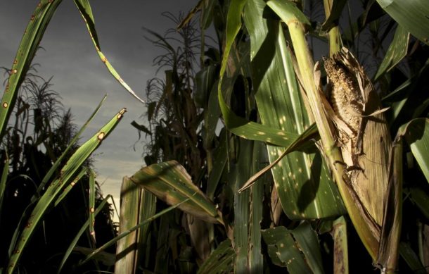 Confía AMLO que se resolverá la controversia del T-MEC sobre el maíz transgénico