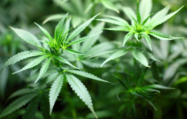 Decomisan 250 kilos de marihuana en la región Valles