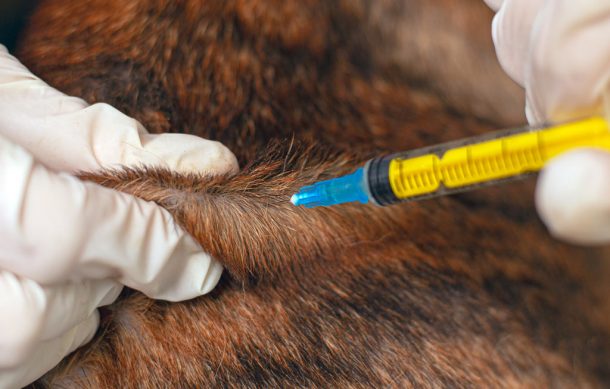Llevarán campaña de vacunación de mascotas a La Micaelita en Tlaquepaque