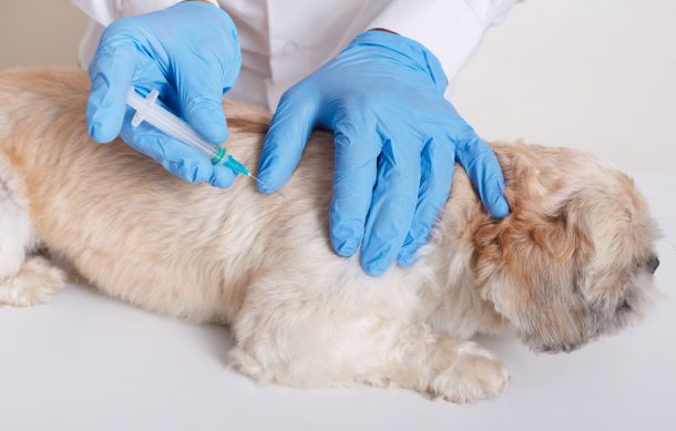 Sigue vacunación antirrábica para perros y gatos en Tonalá