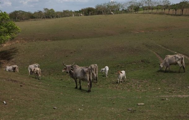 Más de 24 mil ganaderos de Jalisco migran a otras actividades