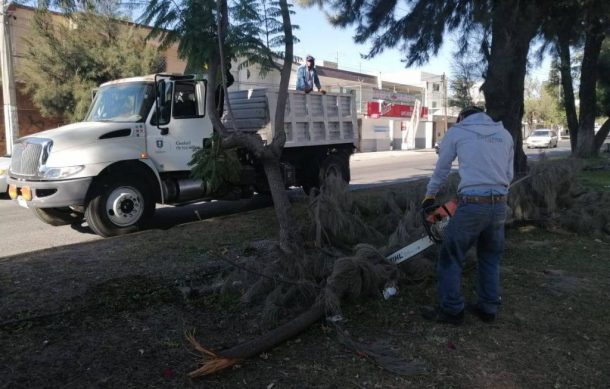 En total, Zapopan retiró 43 árboles caídos durante la tormenta del jueves