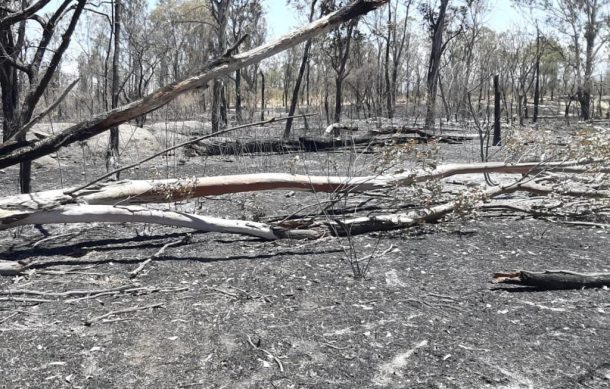 Temporada de incendios forestales en Zapopan fue la peor en los últimos 20 años
