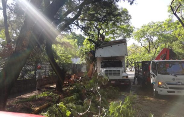Camión torton queda atrapado bajo las ramas de un árbol en zona del Agua Azul