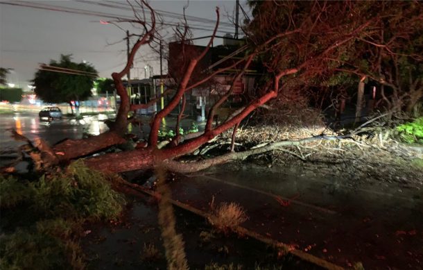 Tormenta de anoche provocó la caída de casi un centenar de árboles en la ZMG