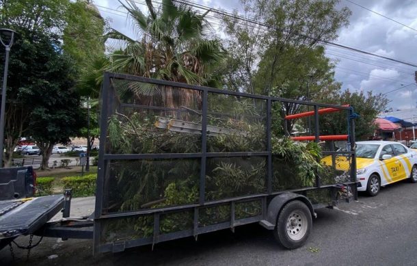 Denuncian poda ilegal de árboles en el Jardín de Mexicaltzingo