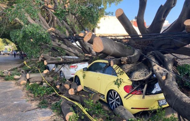 Extraña a vecinos la caída de árboles afuera de una obra en Prados Providencia