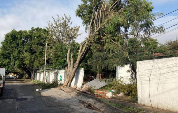 En Jardines del Sur cinco árboles han caído tan sólo en una cuadra