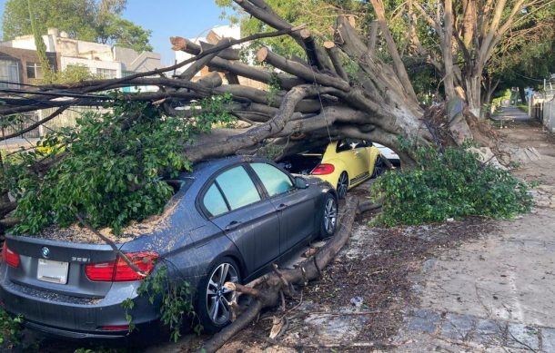 Continúan los trabajos para levantar los árboles que cayeron sobre tres autos en Providencia