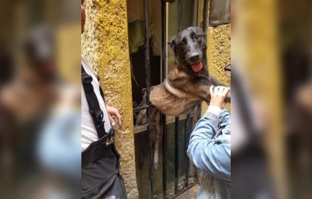 Bomberos de Guadalajara rescatan a perro y gato