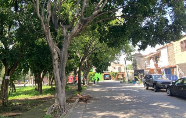 Vecinos de Jardines del Sur temen la caída de más árboles con las lluvias