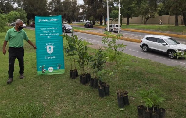 Guadalajara está lejos de contar con los árboles recomendados por la OMS