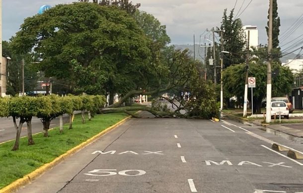Lluvia de esta madrugada deja al menos 12 árboles caídos en Guadalajara y Zapopan