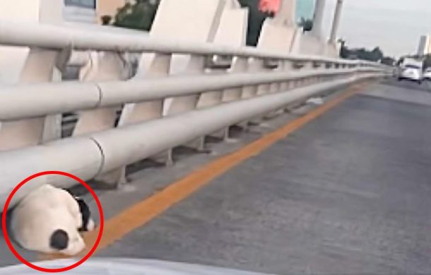 Perro queda atrapado en el Puente Atirantado
