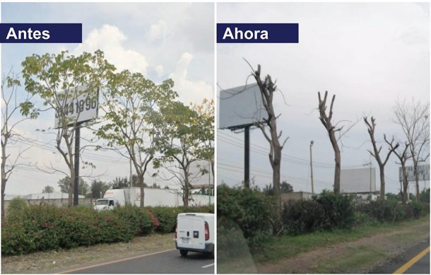 Denuncian ecocidio: Podan árboles en carretera a Chapala para dar vista a espectaculares