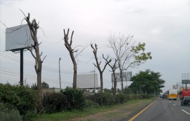 Se deslinda empresa de daños a árboles en la carretera a Chapala
