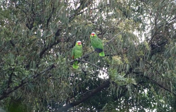 Nombran coordinador de Fauna en Tlajomulco de Zúñiga