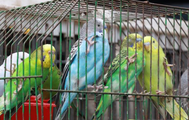 Decomisan 30 animales vendidos ilegalmente durante nuevo operativo en El Baratillo