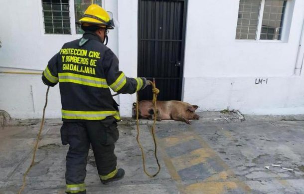 Bomberos de Guadalajara aseguran a cerdo perdido en avenida López Mateos