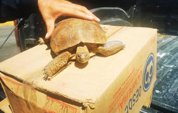 Recuperan tortuga de especie protegida que era vendida en El Baratillo