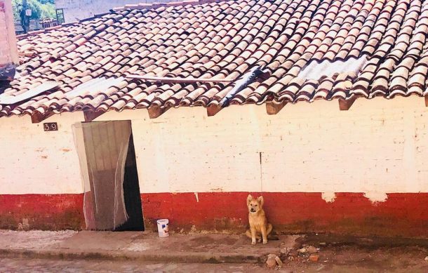 Indigna a visitantes de Tapalpa ver a un perro amarrado día y noche