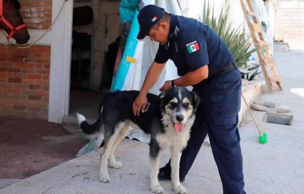 Prohíben a policías de Guadalajara recoger perros y gatos callejeros