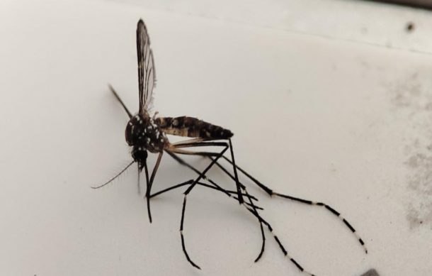 Continúa a la alza el dengue en Jalisco
