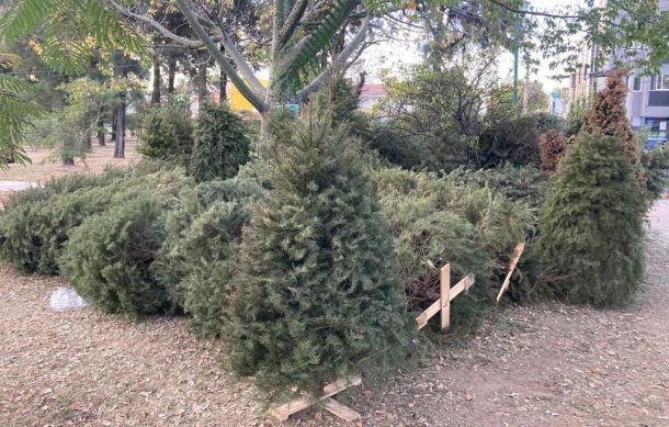 Continúa recolección de arbolitos de Navidad en Guadalajara