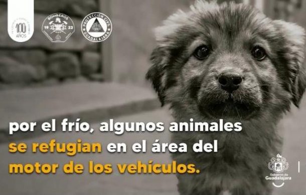 Lanzan campaña de prevención animal en Guadalajara