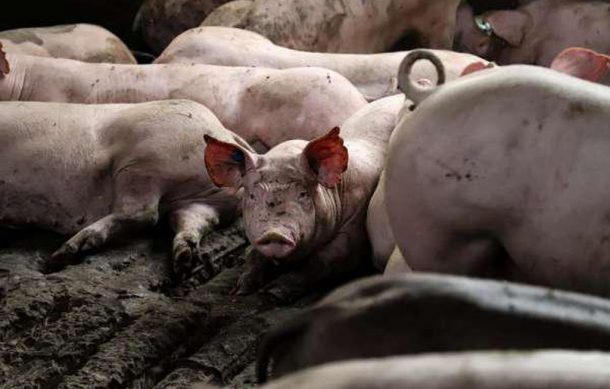 Congreso desecha ley a favor de los animales de granja en Jalisco