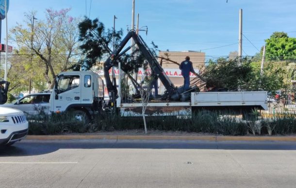 Admiten error por sembrar pinos bajo trabes de la Línea 3