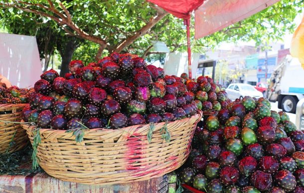 Inicia la venta de pitayas en las Nueve Esquinas