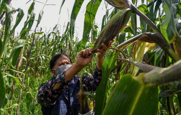 México aplicará arancel a exportaciones de maíz blanco
