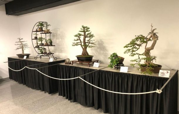 Árboles bonsai engalanan a la Biblioteca Pública del Estado