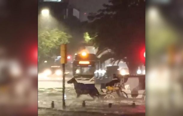 Indigna video de caballo de calandria atrapado en corriente de lluvia en Guadalajara