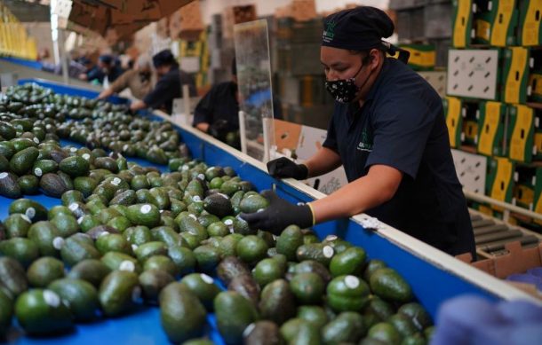 Este jueves parte el primer embarque de aguacate jalisciense a EU