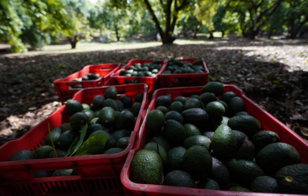 Listos productores para exportar aguacate de Jalisco a EU