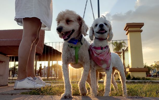 Alistan festejos en Guadalajara y Zapopan por el Día Mundial del Perro