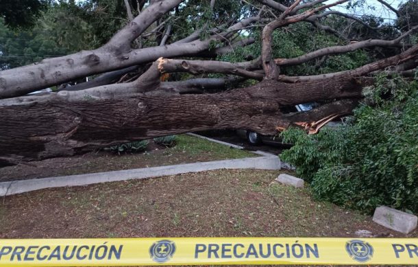 Más de 640 árboles han caído en la ciudad en lo que va del año